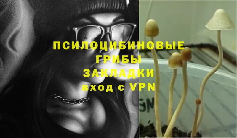 кракен как войти  Раменское  Галлюциногенные грибы Psilocybine cubensis 